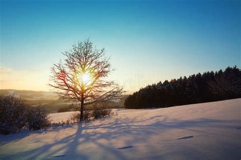 Winter Sunset with Tree in the Snow. Nature Background. Stock Photo ...