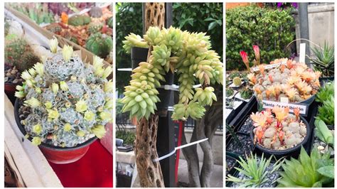 Tour por el Festival Cultural de las Cactáceas plantas cactaceas