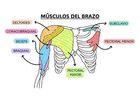 Músculos del brazo Camila Silva uDocz