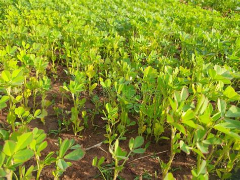 Fenugreek Plant Leaves Stock Photo Image Of Medicine