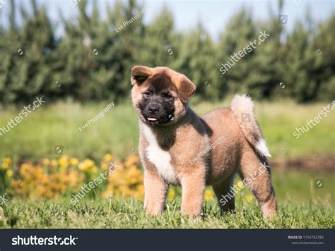 American Akita Cute Puppy Outside Sun Stock Photo 1103792789 Shutterstock