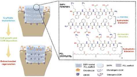 Schematic Illustration Of Self Assembling Peptide Hydrogel Coated Pcl