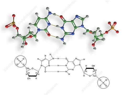 Cytosine-guanine interaction, artwork - Stock Image - C017/7215 - Science Photo Library