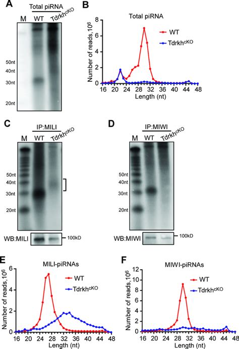 Mitochondrial Membrane Based Initial Separation Of Miwi And Mili