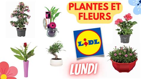 Arrivage Lidl Plantes Et Fleurs Avril Offres France