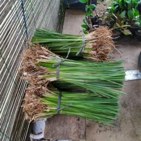 Jual Rumput Vetiver Akar Wangi Per Batang Tanaman Anti Longsor