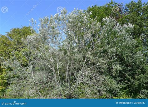 Silver Birch Tree with Silver Leaves Stock Photo - Image of forest ...