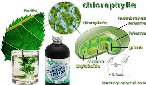 Ntroduire 52 Imagen Formule De La Chlorophylle Fr Thptnganamst Edu Vn