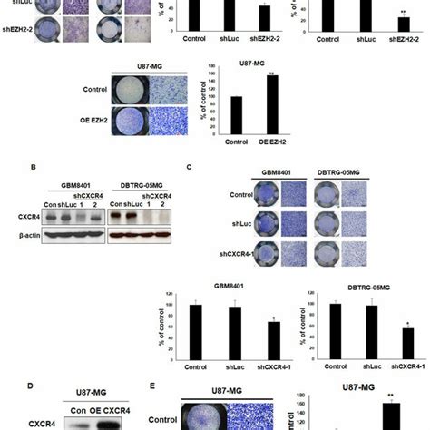 The Effects Of Ezh And Cxcr Knockdown Or Overexpression On Gbm Cell