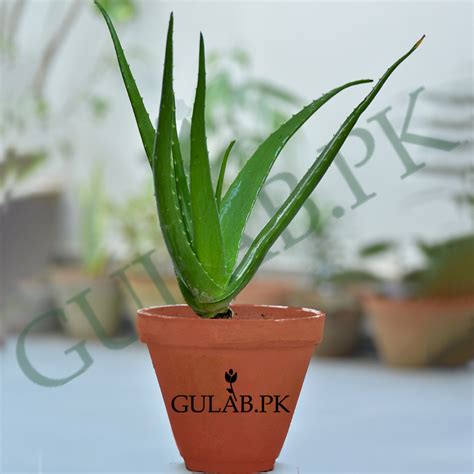 Aloe Vera (گوار بوٹی) - Lahore - Gulab.pk