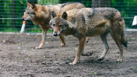 Wilki W Wielkopolskim Parku Narodowym