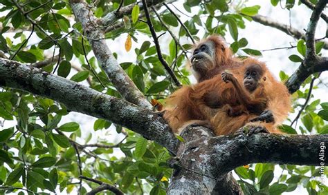 Discovery Of The Tapanuli Orangutan A New Great Ape Species