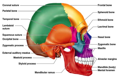 Skull Pictures With Labeling Flashcards Quizlet