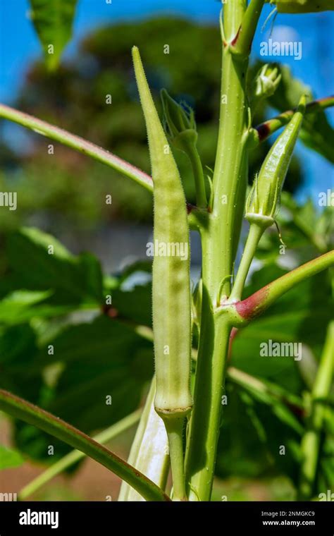 Cultivo De Okra Abelmoschus Esculentus U Okro También Conocido Como