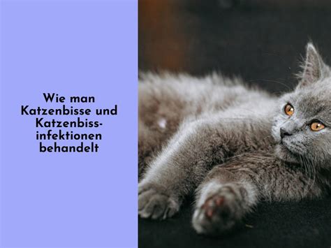 Meine Katze Und Ich Wie Man Katzenbisse Und Katzenbissinfektionen