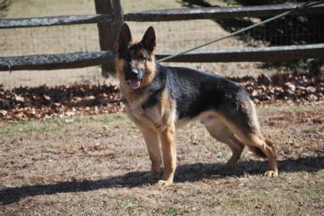 AKC German shepherd pups | PetClassifieds.com