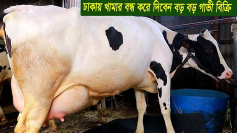 dhakaz khamar bndh kre diben bd bd gavee bikri dairy farm youtube