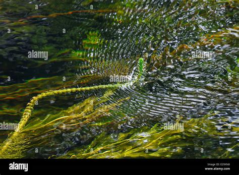 Ireland, County Mayo, Cong, Cong river Stock Photo - Alamy