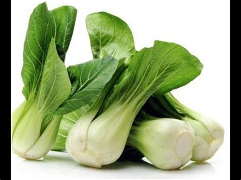 R Ussir Son Semis De Pak Choi Taisai Youtube