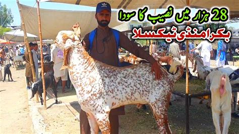 28K Ma Naseeb Ka Soda Bakra Mandi Taxila Latest Update 20 May 2023