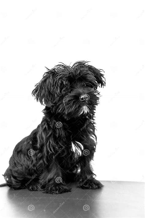 Maltese Black Dog Stock Image Image Of Maltese Cute 100356901