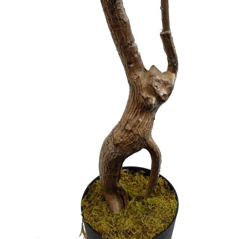 toona tree 7