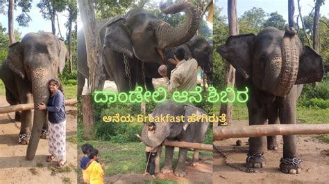 ದಾಂಡೇಲಿ ಆನೆ ಶಿಬಿರ ಫಣಸೋಲಿ Elephant Camp In Dandeli Panasoli Kali