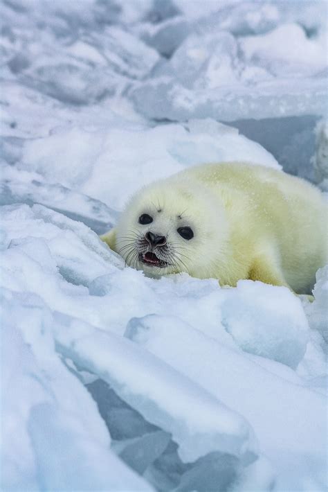 Newborn Baby Harp Seals