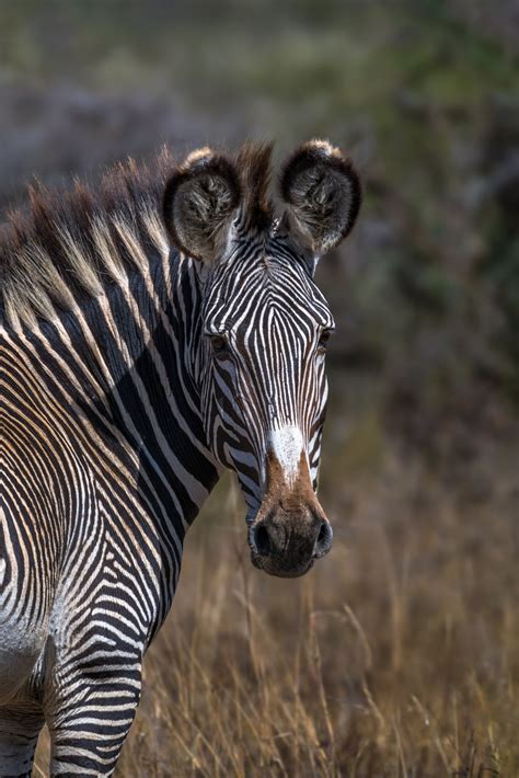 AFrican Grevy's Zebra Close Up Fine Art Photo Print | Photos by Joseph C. Filer