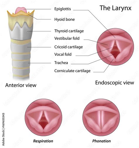 Anatomy of the larynx Stock Illustration | Adobe Stock