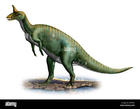 Tsintaosaurus spinorhinus hi-res stock photography and images - Alamy