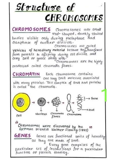 Solution Chromosomes Structure Of Chromosomes Important Diagram Notes