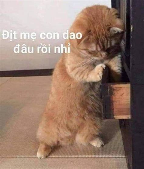 Meme Là Gì 300 Meme Hài Chất Nhất Quả đất để Bạn Comment Dạo Thả Ga