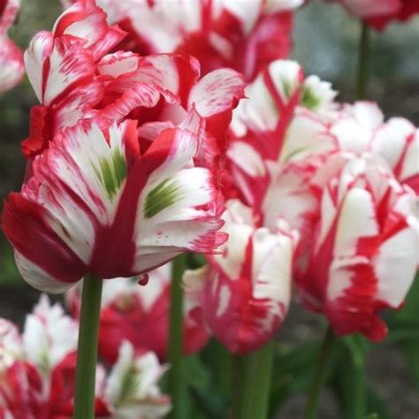 Lalele Estella Rijnveld Pachet 10 Bulbi Garden Plant