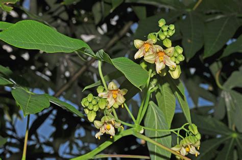 Manihot Esculenta Euphorbiaceae Image At Phytoimages Siu Edu