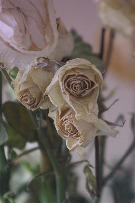 Bouquet Of Dried White Roses In Pink Lemonade Photograph By Colleen