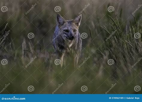 Pampas Grey Fox in Pampas Grass Environment, La Pampa Province, Stock ...