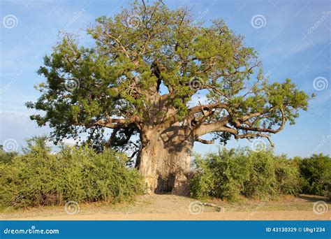 Baobab Namibia Africa Stock Image Image Of Trunk Tree