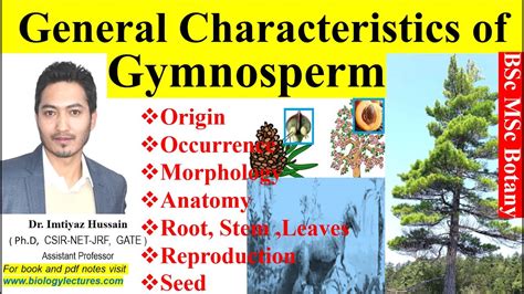 General Characteristics Of Gymnosperms Gymnosperms Origin