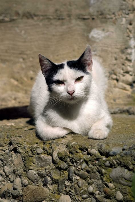 Portrait Shot Of Beautiful White Cat Laying Down On The Ground 23374008