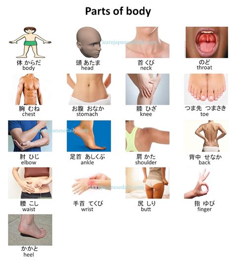 Japanese vocabulary on parts of body- Japanese words by theme