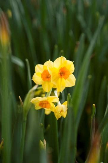 Some Yellow Flowers Are Growing In The Grass