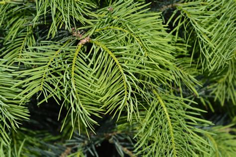 Abies Concolor White Fir Diggin It Nursery