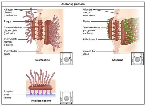 The Cell Cell Junctions Concise Medical Knowledge