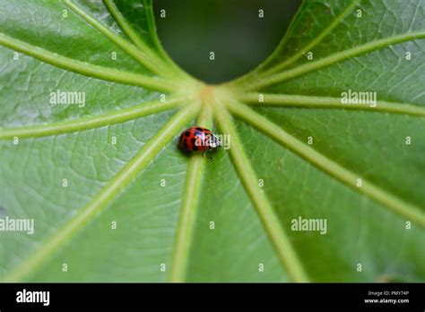 Ladybug eggs hi-res stock photography and images - Alamy