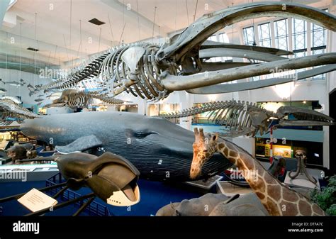 Baleen Whale Skeleton Stock Photos & Baleen Whale Skeleton Stock Images ...