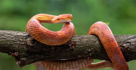 É oficial As cobras fêmeas têm clitóris e sentem prazer PiT