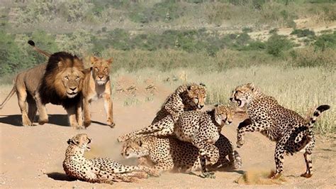 Amazing Cheetahs Fightㅣwild Animals Attack 치타의 놀라운 사냥능력 Youtube