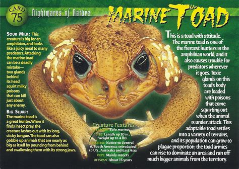 Marine Toad | Weird n' Wild Creatures Wiki | FANDOM powered by Wikia