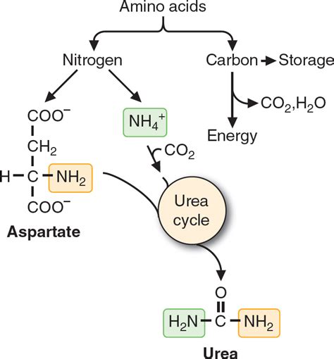 Fate Of Amino Acid Nitrogen Urea Cycle Basicmedical Key